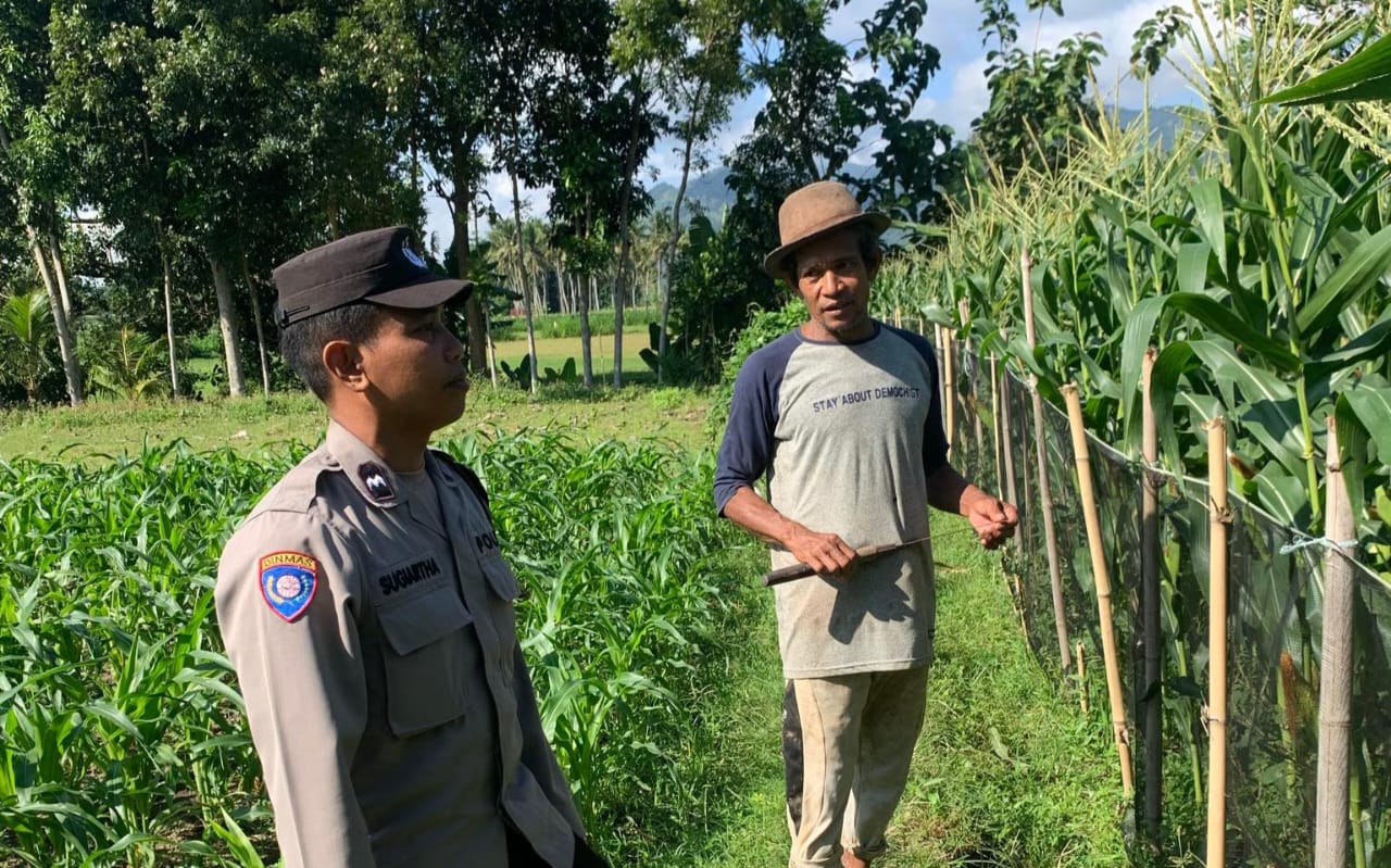 Pekarangan Bergizi, Inisiatif Ketahanan Pangan di Dasan Geres