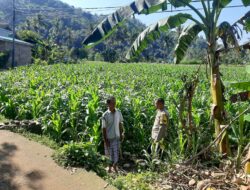 Polisi Sambangi Petani Jagung di Sekotong Timur, Dukung Ketahanan Pangan