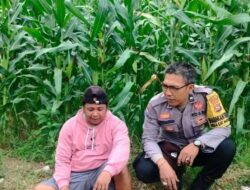 Sinergi Polisi dan Petani di Lembar Perkuat Pangan Nasional