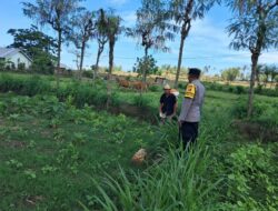 Polri Dorong Pertanian Produktif di Desa Pelangan, Sekotong