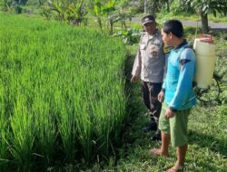 Bhabinkamtibmas Dorong Ketahanan Pangan di Montong Are, Lombok Barat