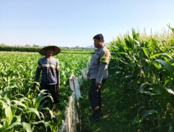 Polsek Lembar Sambangi Petani Jagung Sekotong Timur Dukung Ketahanan Pangan