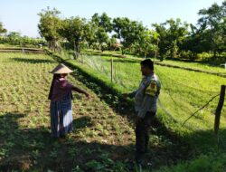 Bhabinkamtibmas Desa Jembatan Gantung Dorong Ketahanan Pangan Warga