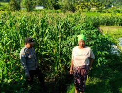 Bhabinkamtibmas Mareje Timur Tinjau Lahan Jagung Warga
