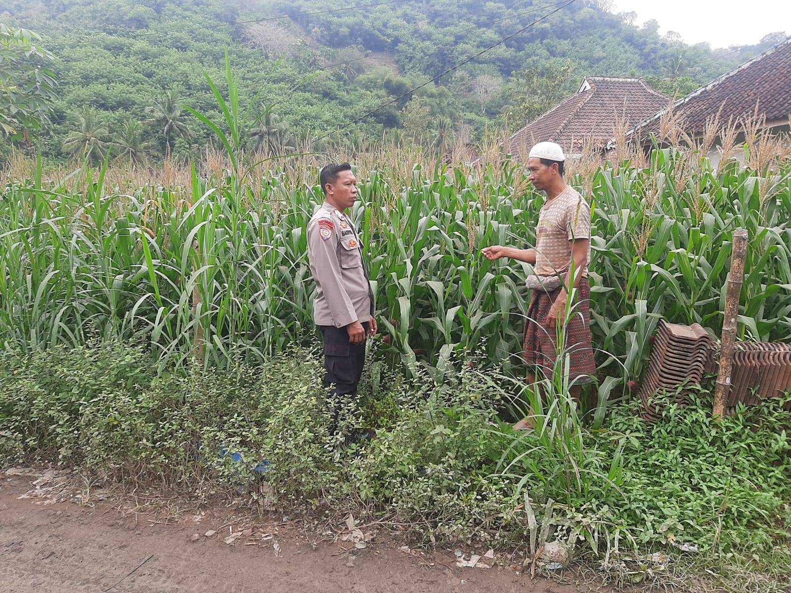 Polsek Lembar Dorong Produktivitas Jagung di Lombok Barat