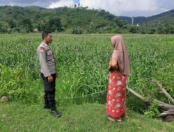 Polsek Lembar Dukung Ketahanan Pangan Lewat Sambang Petani di Sekotong Timur