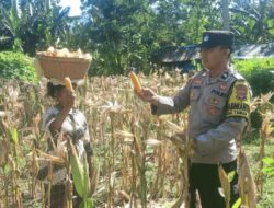 Bhabinkamtibmas di Sekotong Dukung Panen Jagung Warga Dusun Gelumpang