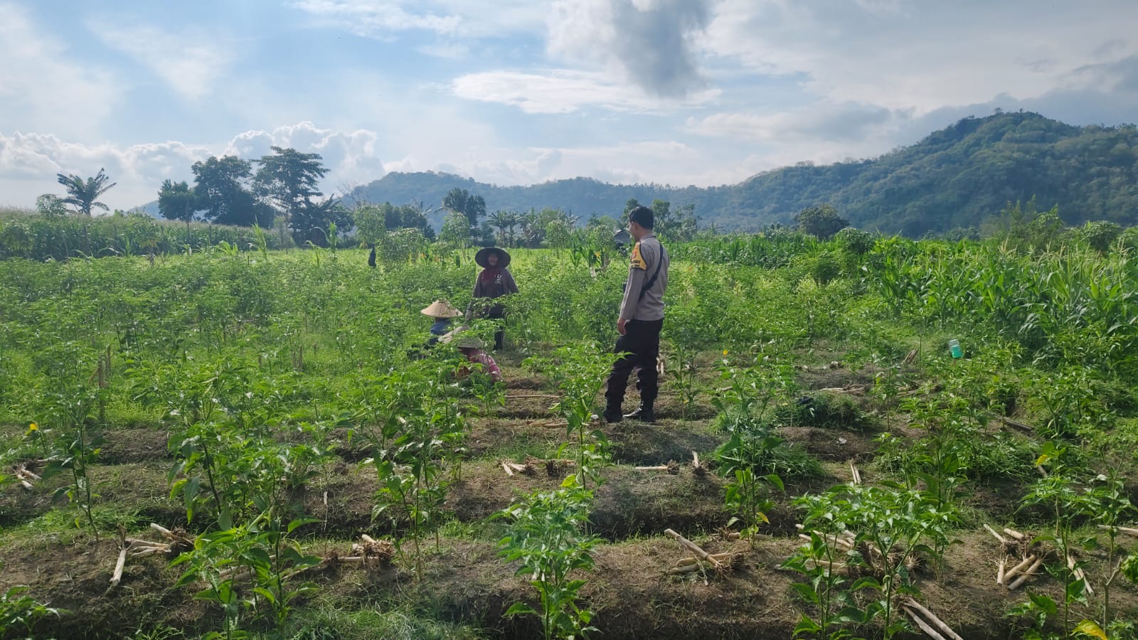 Sinergi Polisi dan Petani Dorong Ketahanan Pangan di Jembatan Kembar Timur