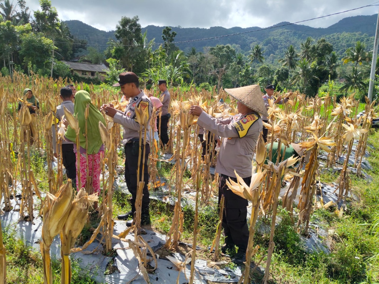 Panen Raya Jagung di Lombok Barat: Sinergi Petani dan Polri