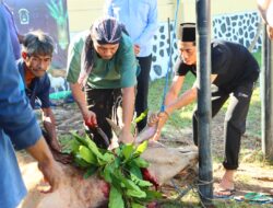 Polres Lombok Utara Rayakan Idul Adha Dengan Pemotongan Hewan Kurban