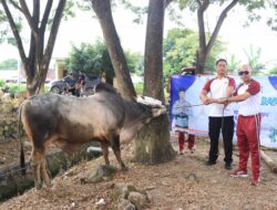 Polres Dompu Sembelih 22 Hewan Kurban, Bagikan Ratusan Paket Daging ke Warga Tak Mampu dan Pondok Pesantren