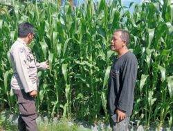 Polsek Lembar Dampingi Petani Jagung di Gunung Gundil