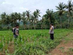 Bhabinkamtibmas di Gerung Dukung Petani Jagung di Giri Tembesi