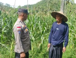 Bhabinkamtibmas Sekotong Dukung Petani Jagung Wujudkan Ketahanan Pangan