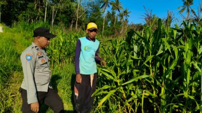 Sinergi Polri dan Petani di Mareje Timur Dukung Ketahanan Pangan
