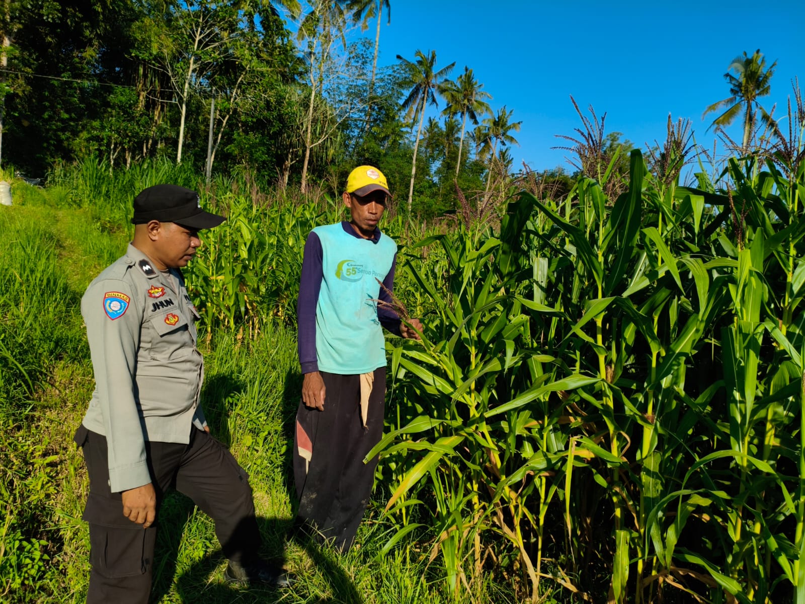pertanian, polisi, jagung, Mareje, Lembar, pangan, petani, desa, keamanan, panen