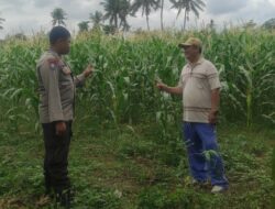 Bhabinkamtibmas Banyumulek Dampingi Petani Jagung Hadapi Panen di Kediri, Lombok Barat