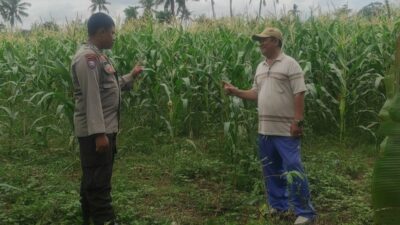 Bhabinkamtibmas Banyumulek Dampingi Petani Jagung Hadapi Panen di Kediri, Lombok Barat