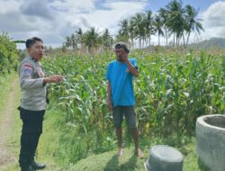 Bhabinkamtibmas Cendi Manik Dampingi Petani Jagung Dukung Ketahanan Pangan