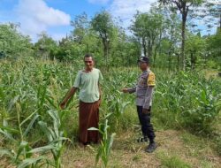 Pemanfaatan Lahan Kosong untuk Ketahanan Pangan di Dusun Pewaringan, Sekotong