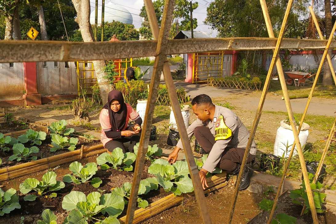 KWT Dusun Pemangket Ubah Pekarangan Jadi Kebun Sayur Produktif di Kuripan Utara
