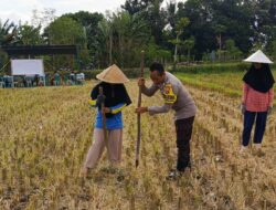 Polsek Kuripan Dukung Petani Jagung Kuripan Utara Tingkatkan Ketahanan Pangan