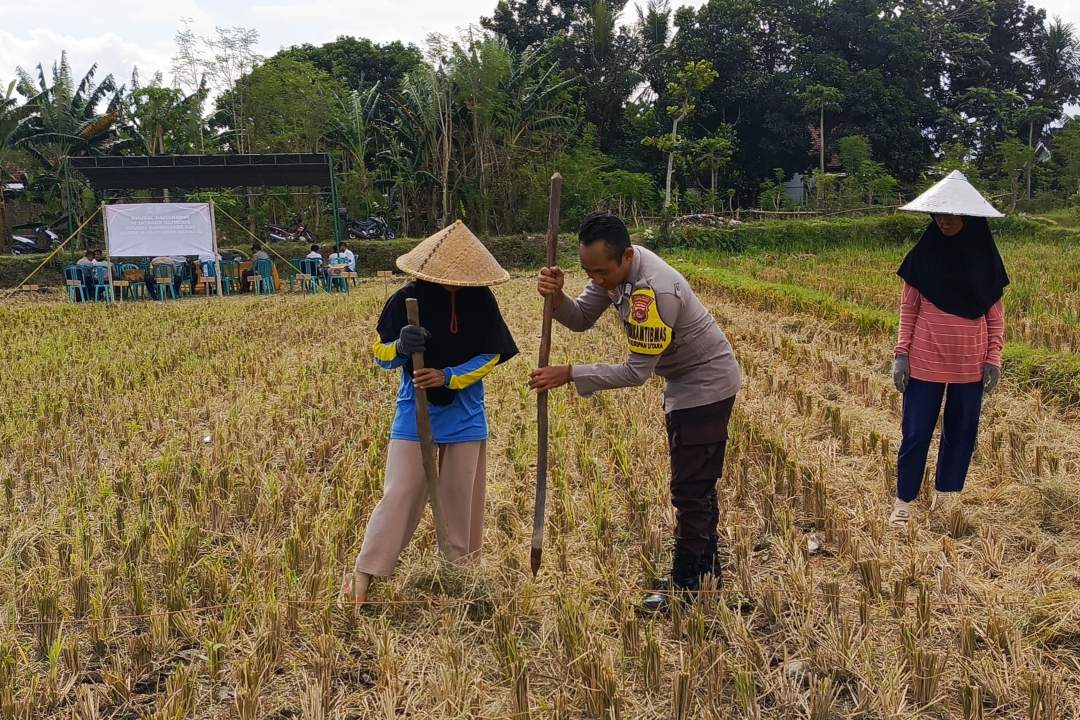 Ketahanan Pangan Dimulai dari Desa, Polsek Kuripan Dampingi Petani Jagung di Iting Langgem