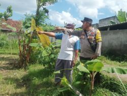 Dusun Dawung Gerakkan Swasembada Pangan dari Pekarangan Rumah