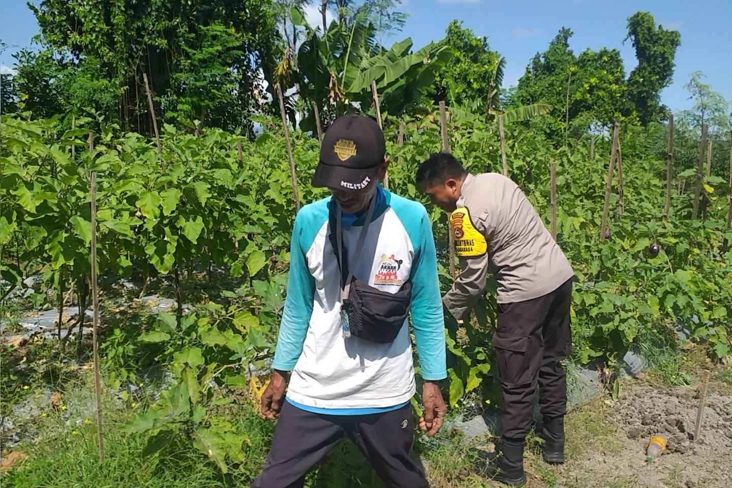 Ketahanan Pangan Diperkuat, Bhabinkamtibmas Gandeng Petani Jagaraga