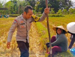 Bhabinkamtibmas Kuripan Utara Dorong Ketahanan Pangan dari Lahan Produktif Warga