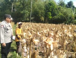 Panen Jagung Sukses di Gerung Selatan, Sinergi Polri dan Petani Berbuah Hasil