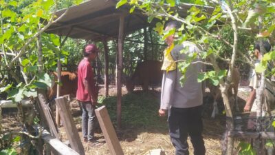 Bhabinkamtibmas Dukung Peternakan Sapi Warga di Batu Putih