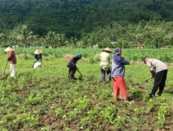 Pemanfaatan Pekarangan Dorong Ketahanan Pangan di Desa Kuripan
