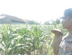 Bhabinkamtibmas Labuapi Dukung Petani Optimalkan Lahan Kosong untuk Tanam Jagung