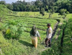 Bhabinkamtibmas Dorong Ketahanan Pangan di Dusun Nyiur Gasing, Lombok Barat