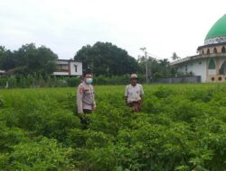 Polsek Kuripan Dorong Ketahanan Pangan dari Pekarangan Warga Jagaraga