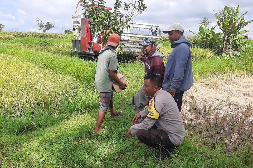 Sinergi Petani dan Polisi di Kediri Lombok Barat, Wujudkan Swasembada Jagung