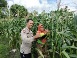Bhabinkamtibmas Dorong Ketahanan Pangan di Labuapi melalui Pemanfaatan Lahan Warga