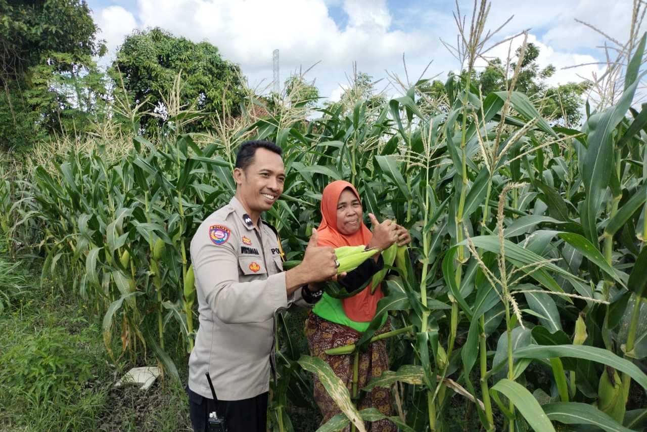 Pekarangan Produktif, Desa Aman: Inisiatif Ketahanan Pangan Bhabinkamtibmas Labuapi
