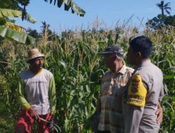 Bhabinkamtibmas Banyumulek Kawal Ketahanan Pangan Lewat Budidaya Jagung