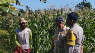 Bhabinkamtibmas Banyumulek Kawal Ketahanan Pangan Lewat Budidaya Jagung