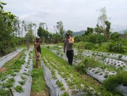 Optimalisasi Pekarangan Warga di Jagaraga, Polsek Kuripan Dukung Ketahanan Pangan