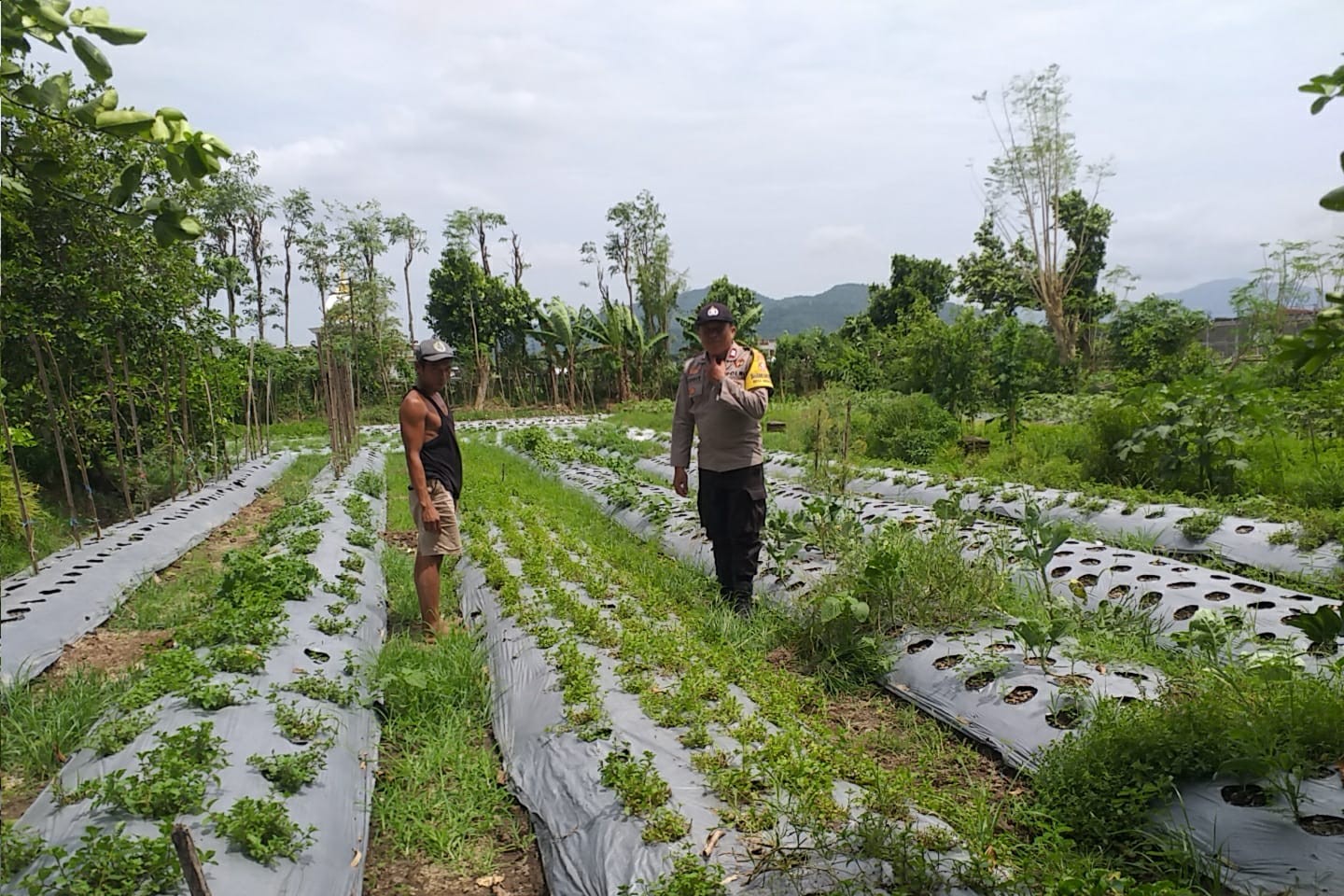 Bhabinkamtibmas Batulayar Dampingi Warga Panen Cabai, Dorong Pangan Mandiri dari Pekarangan