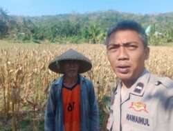 Bhabinkamtibmas Eyat Mayang Dukung Petani Jagung untuk Ketahanan Pangan di Lembar