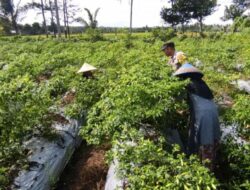 Polsek Kuripan Dampingi Petani Cabai di Kuripan Utara Wujudkan Ketahanan Pangan
