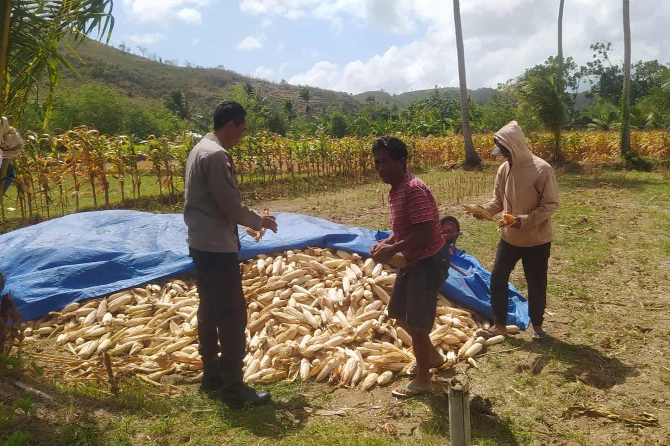 Bhabinkamtibmas Dampingi Panen Jagung di Desa Batu Putih Sekotong