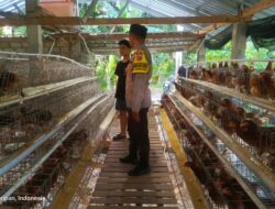 Kemitraan Strategis, Bhabinkamtibmas Kuripan dan Peternak Berkolaborasi Wujudkan Ketahanan Pangan