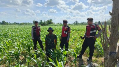 Polres Lombok Barat Dukung Petani Jagung di Desa Dasan Geres