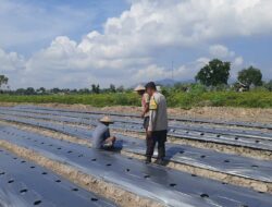 Polsek Kediri Dorong Warga Montong Are Tanam Cabai untuk Ketahanan Pangan