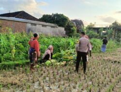 Polsek Kuripan Dampingi Petani Panen Jagung di Dusun Kumbung Barat